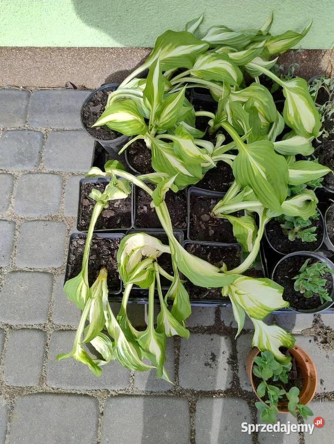 Krzewy wieloletnie do ogrodu nadwyżki Nisko