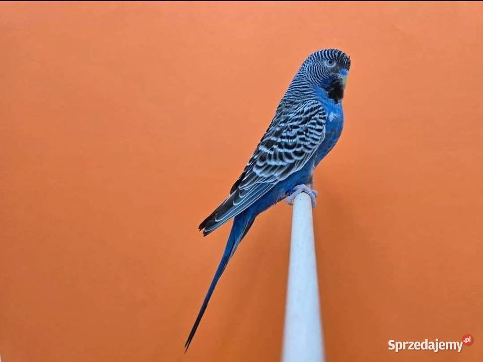 papużka falista blackface łatwo się oswaja może Wrocław