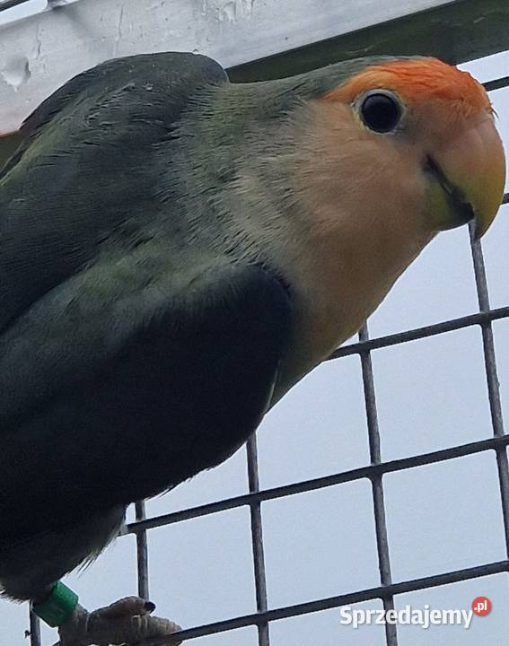 Nierozłączka czerwonoczelna młoda do oswojenia Ptaki Zielona Góra sprzedam