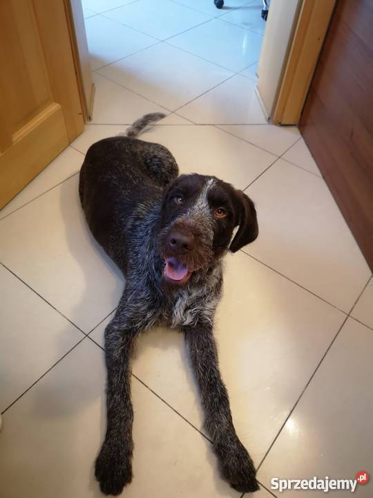 Oddam w ręce psy myśliwskie Gryfino