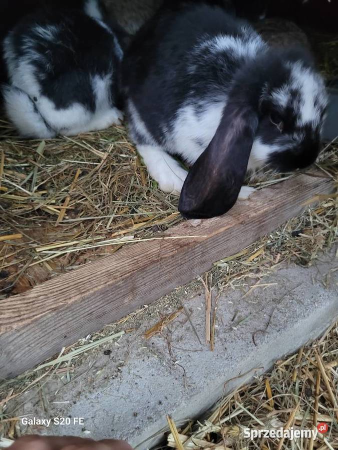 Barany francuskie Żłobizna