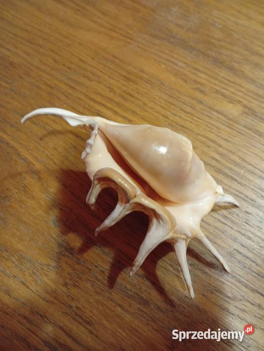 Muszla morska stan śląskie Siemianowice Śląskie