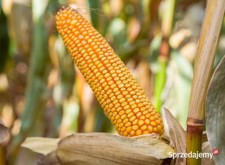 Materiał siewny kukurydza SM Vistula FAO 210220 sprzedam