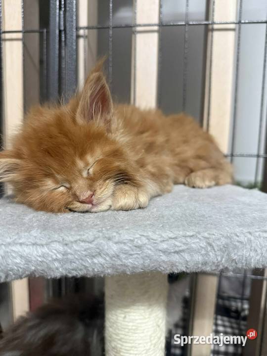 Maine Coon kocur do hodowli Championach Radom