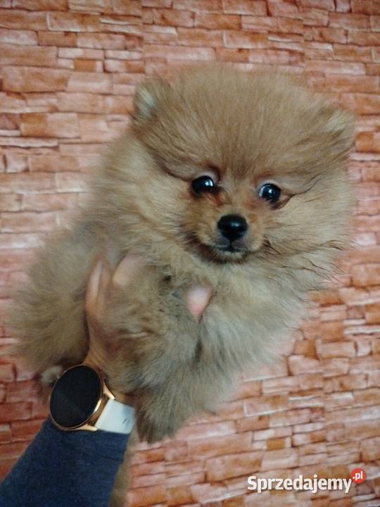 szpic miniaturowy suczka gotowa na zmianę domku świętokrzyskie Skalbmierz