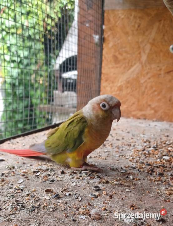 Sprzedam Parę Rudosterek