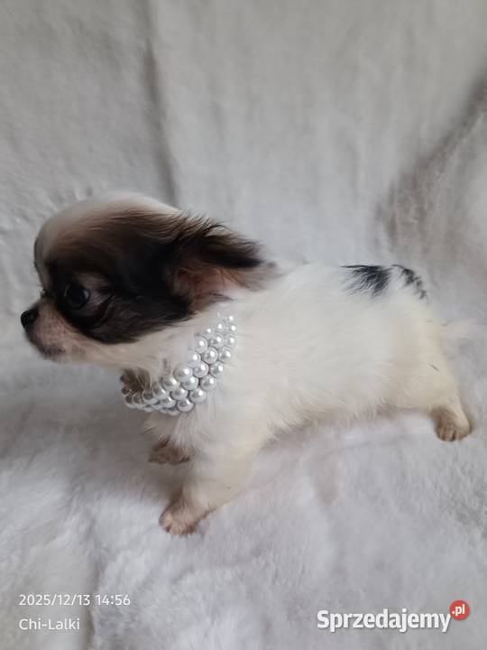 Chihuahua xxs chłopiec samiec dlugowlosy Inowrocław