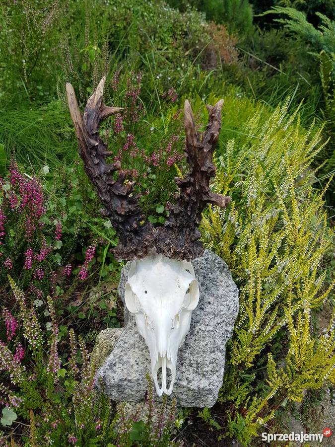 Parostki kopie mocny Węgier Orzesze
