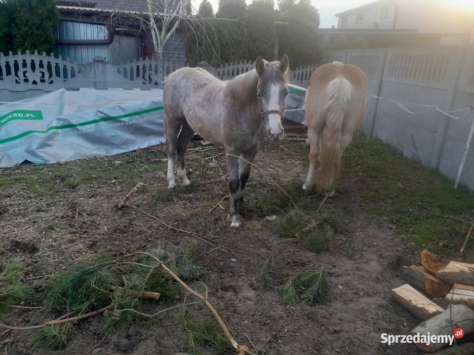 Klacz wielkopolskie Budzisław Kościelny