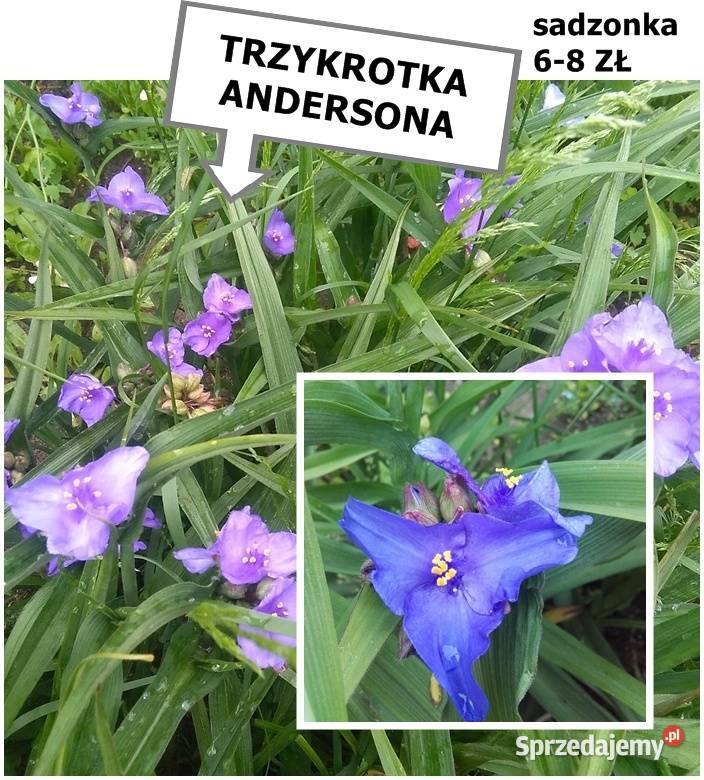 JUKA KWIAT sadzonki dużemożliwa wysyłka sprzedam