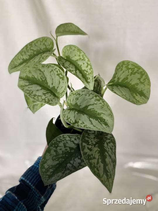 Scindapsus pictus 8 sztuk na sprzedaż Kraków