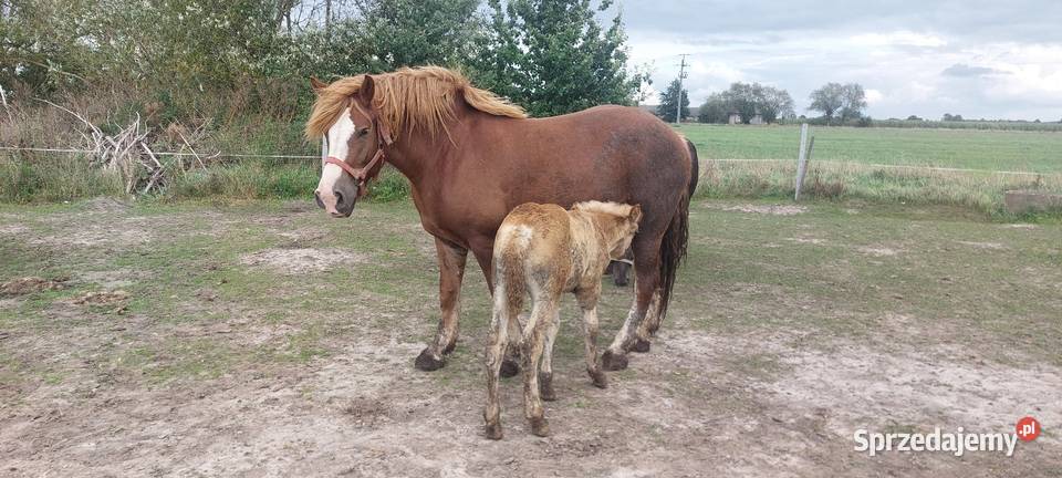 Konie klacze zimnokrwiste sokólskie programowe Pęchratka Mała