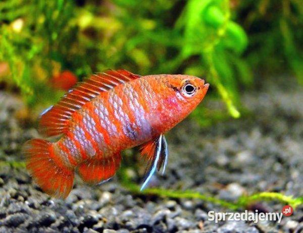 Badis bangalski RED SCARLET Dario dario WYSYŁKA Gdańsk