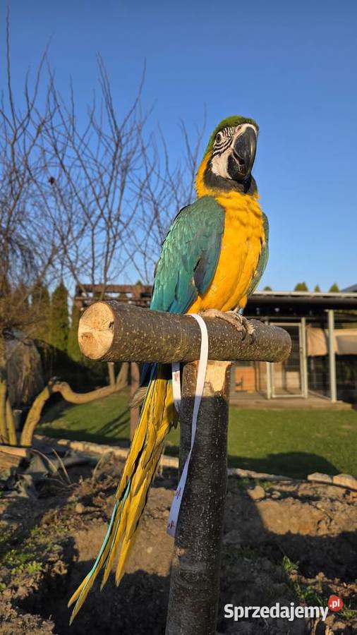 Ara ararauna śląskie Ornontowice