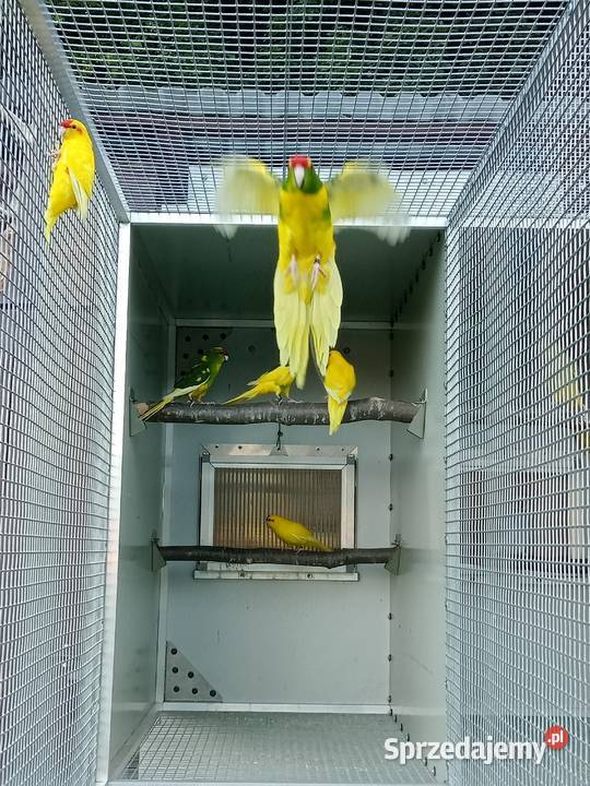 Papugi MODROLOTKI,  KOZY