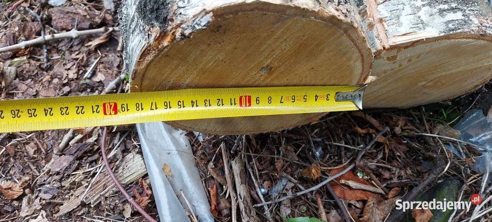 Brzoza kłoda pień klocek dłużyca drzewo drewno Susiec