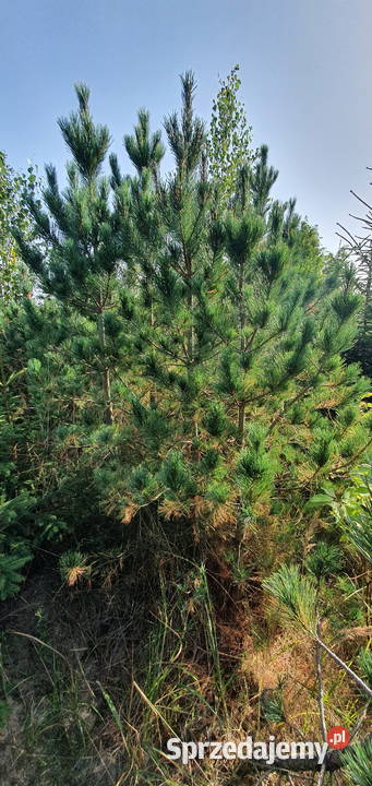Limba Sosna górska Duże drzewa iglaste Szkółka lubelskie Wisznice