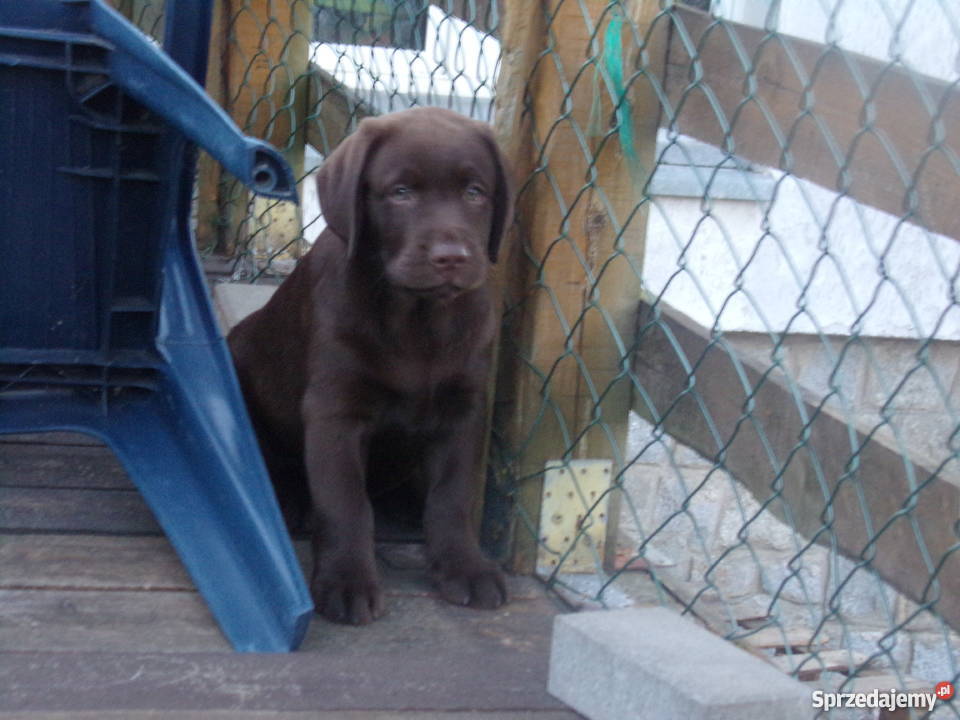 Sprzedam szczenięta labrador retriever Wrocław