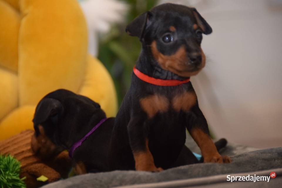 Pinczer miniaturowy Zkwp Łochów sprzedam