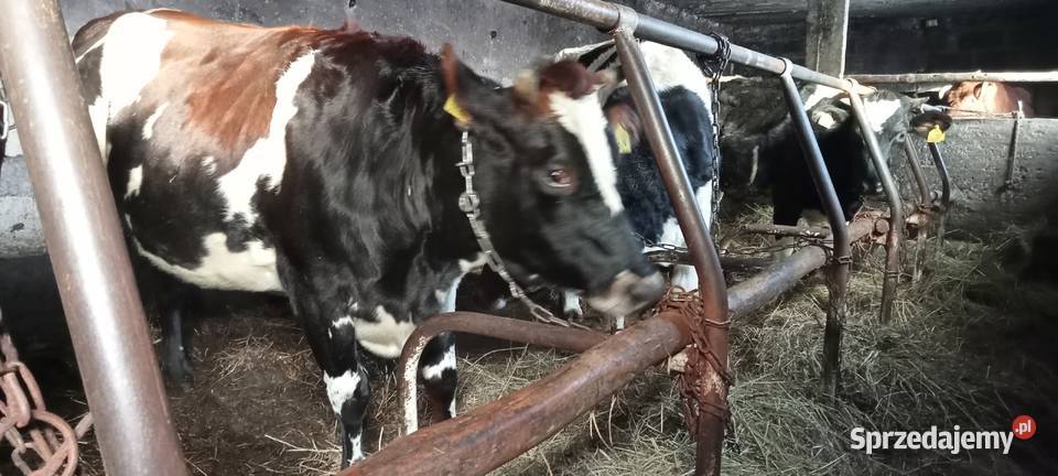 sprzedam jałówkę wysoko cielną Giełda zwierząt Kolno