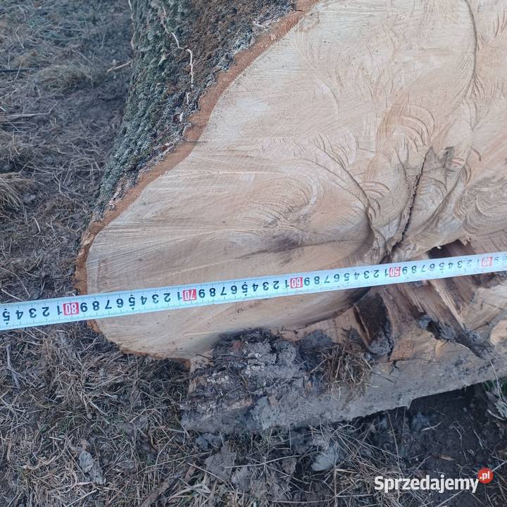 Kłody jesionowe jesion tartaczny jesiony