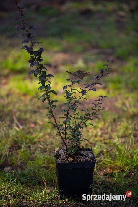 Berberys Thunberga Atropurpurea 2030 donica 3 l