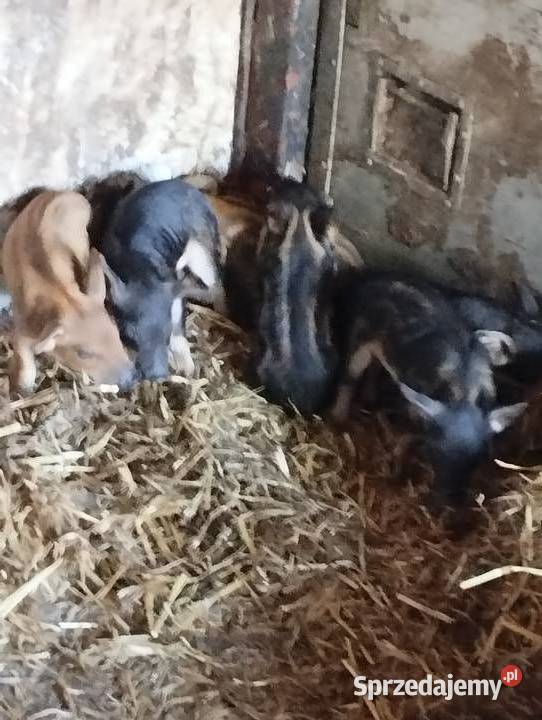 Prosięta mangalicy Trzoda chlewna śląskie Winowno