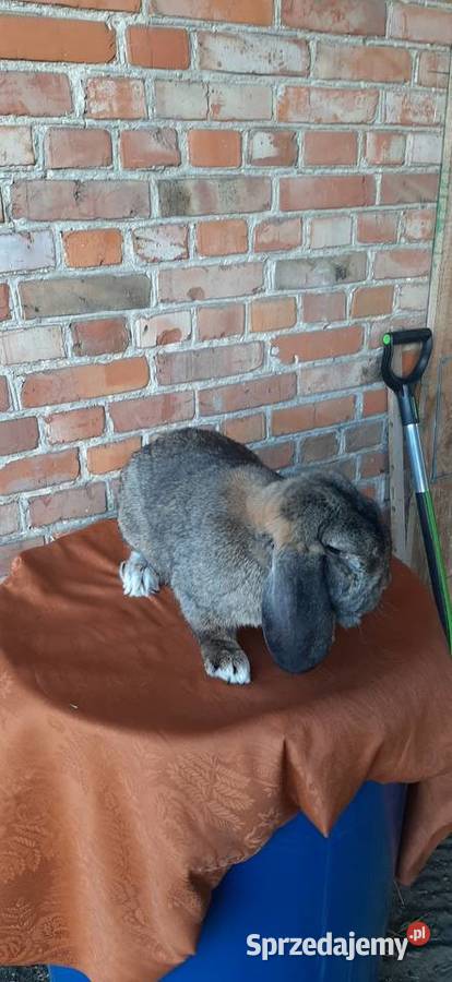 Samiec baran francuski szary Turobin