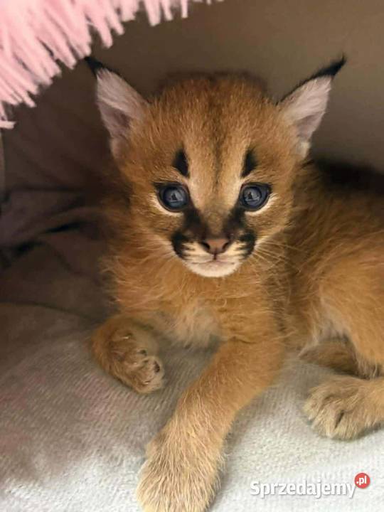 Dostępne kocięta serwala i savannah z karakalem Pozostałe Lublin sprzedam