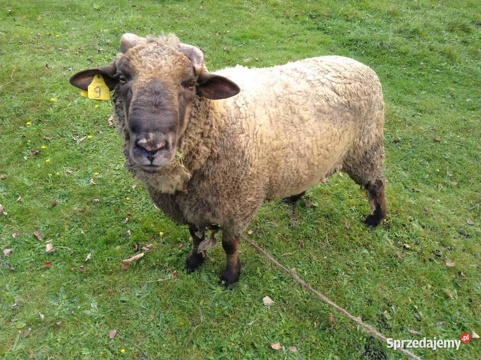 Tryk podkarpackie Sokołów Małopolski sprzedam