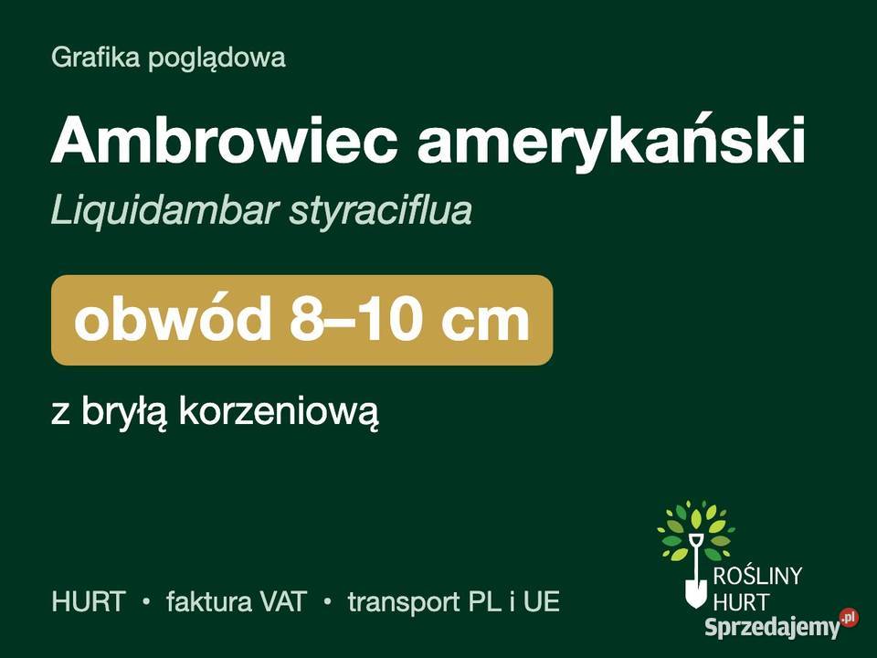 Ambrowiec amerykański obwód 810 z bryłą HURT sprzedam