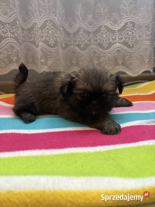 Suczka pekińczyk mazowieckie Lipsko