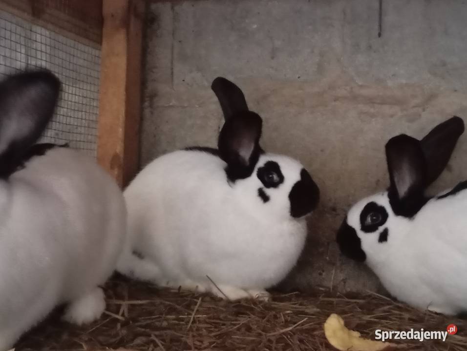 Króliki Srokacze Pokrzywnica