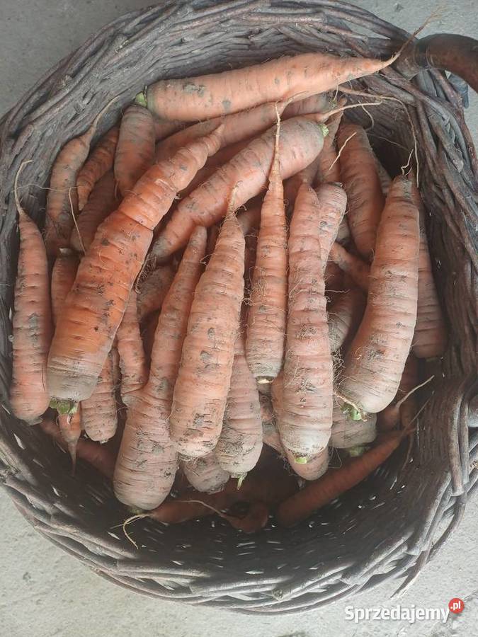 Sprzedam marchewkę Dynów