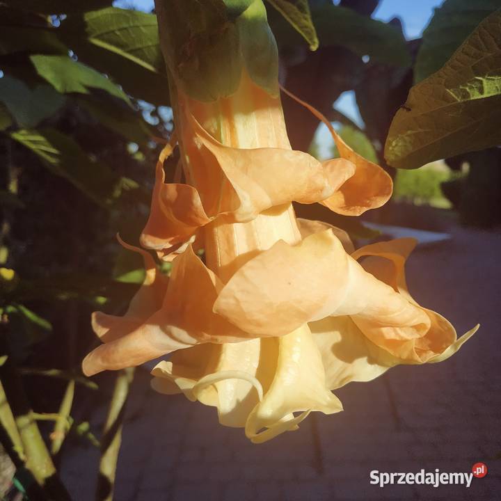 Brugmansja brugmansia Datura datury