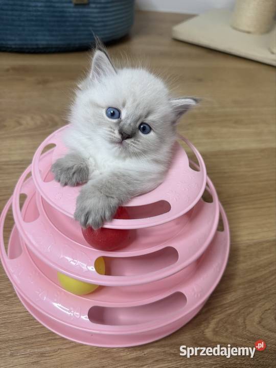 Neva Masquerade kocurki rodowód FPL Syberyjski Rzeszów sprzedam