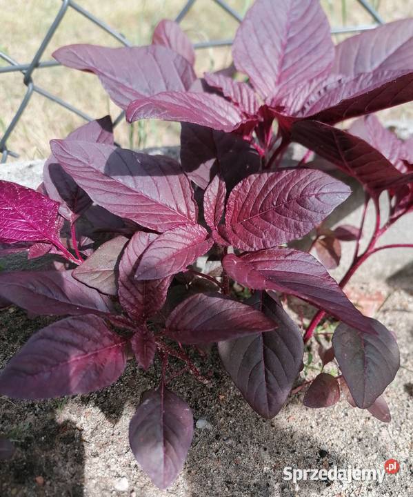 Szarłat prosty amarantusRoślina ogrodowakwiaty Łódź