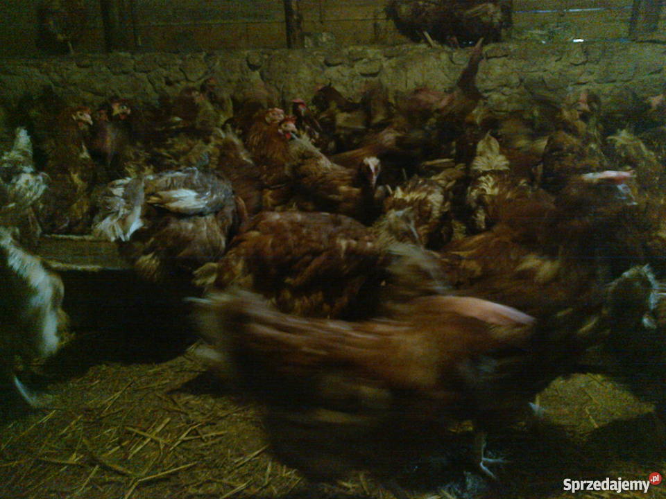 kury nioski 8miesięcy dorosłe noszą jajka detal Sobiesęki