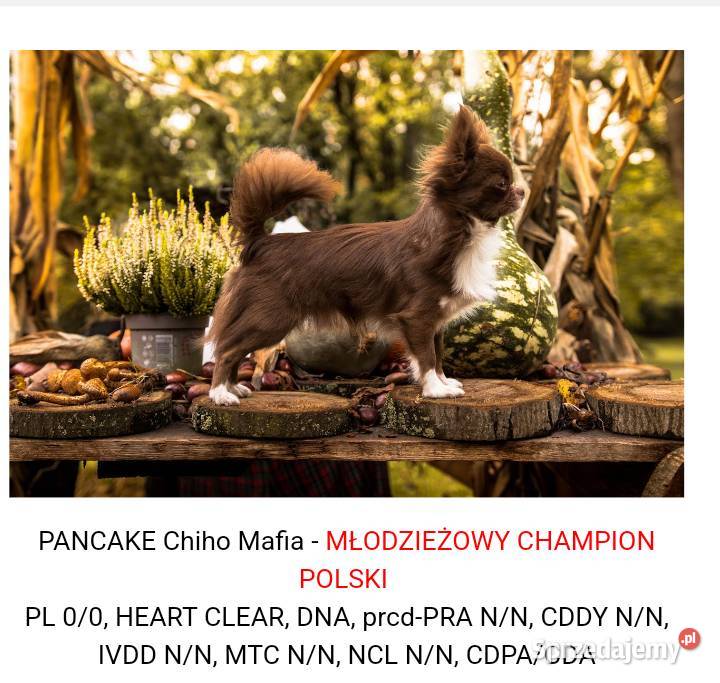Chihuahua krótkowłosy FCI Mini Xs Kalisz sprzedam