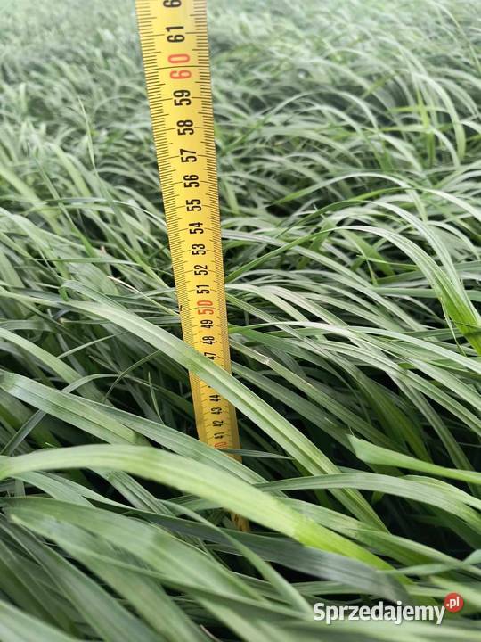 DSV mieszanka Gorzowska poplonowa na słabe gleby pomorskie Kartuzy