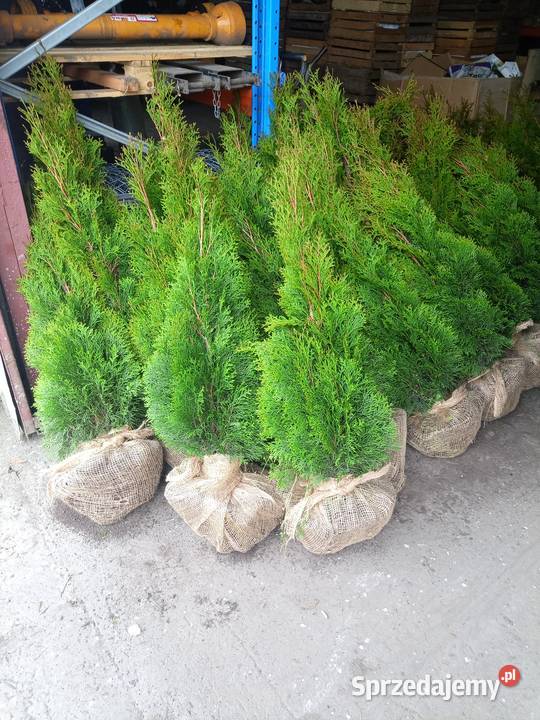 Tuje szmaragd Kopane z gruntu Piękne i zielone Błonie