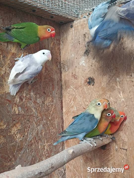 Nierozłączki fischera 2025 Albinów sprzedam