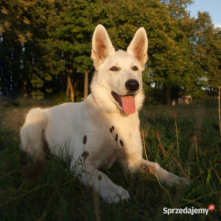 Szczenięta Białego owczarka Szwajcarskiego Hajnówka