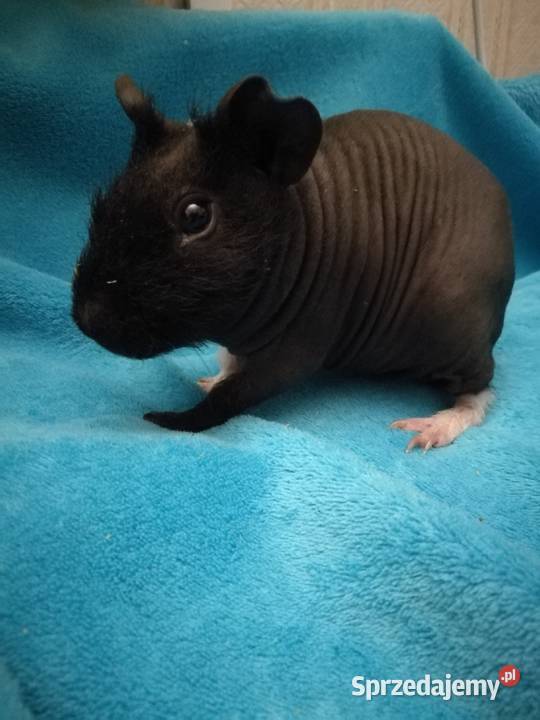 Świnka morska skinny pig Warszawa
