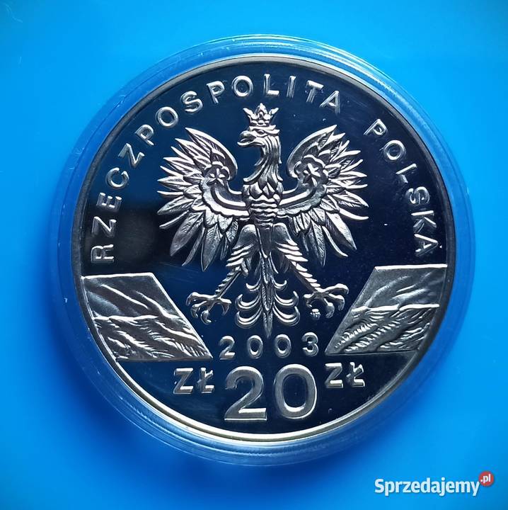 20 2003 Węgorz Europejski Wrocław