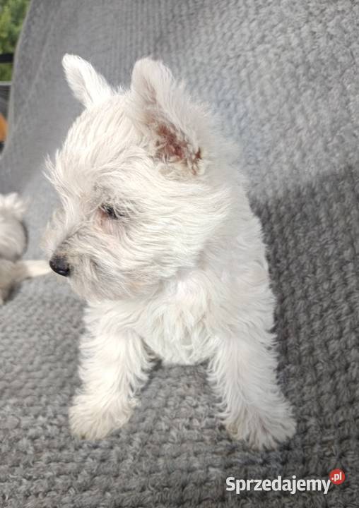 Szczeniaki rasy West Highland White Terrier