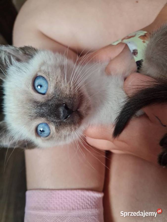 Kociaki Syjamskie do rezerwacji