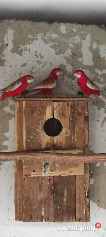 Rozella królewska i białolica Zwierzęta śląskie Czerwionka-Leszczyny