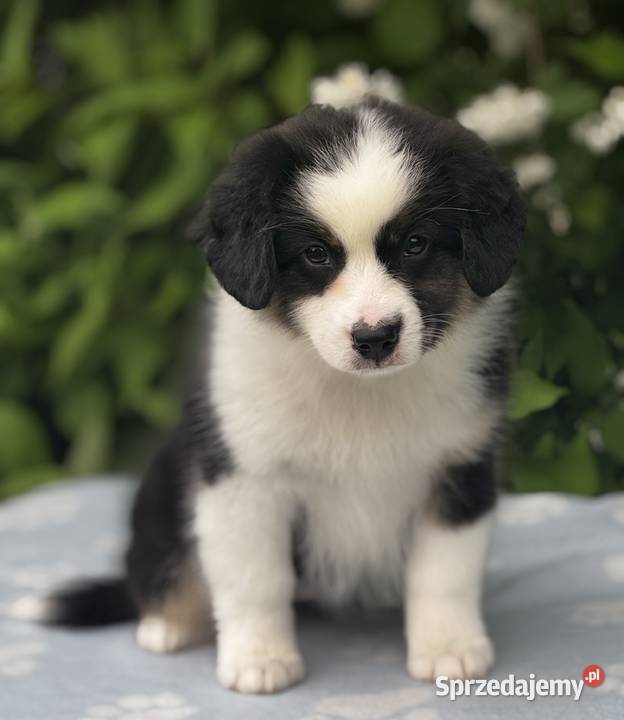 Amerykański owczarek miniaturowy MAS Mini Aussie Psy podkarpackie Lubaczów