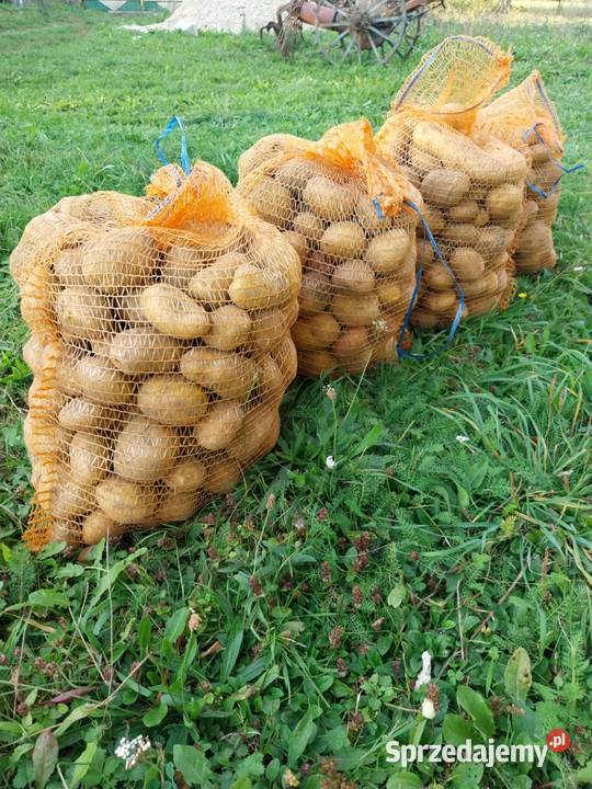 ma do sprzedania ziemniaki jadalne